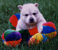 Alaskan Klee Kai gray and white male puppy at about 4 weeks of age