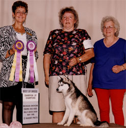 Buddy Winning BOB at Michigan American Eskimo Dog Association