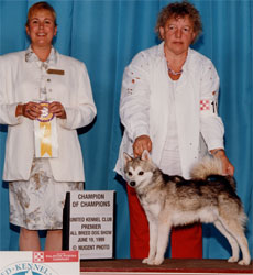 ARBA and UKC Champion Bakka