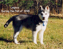 UKC Champion Legagcy Relaxing in 1998