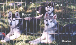Buddy, Bakka, and Taka Relaxing Before Premier 98 Show
